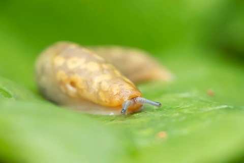 Leopard slug (Limax maximus) adult gastropod molluscs on a garden vegetable plant leaf in summer,