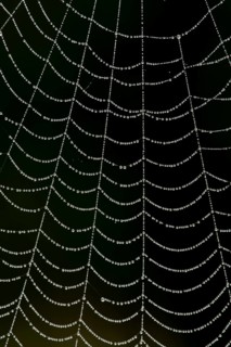 Dew water droplets on a spiders web, England, United Kingdom
