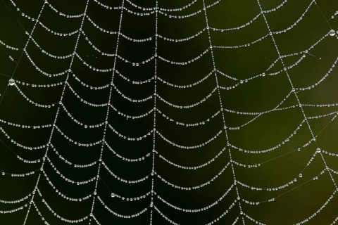 Dew water drops on a spiders web, England, United Kingdom