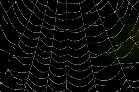 Dew water droplets on a spiders web, England, United Kingdom