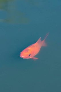 Common goldfish (Carassius auratus) adult fish in a garden pond, England, United Kingdom