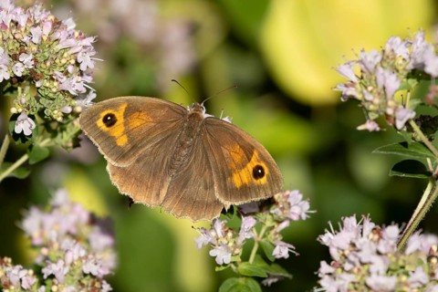 Meadow brown butterfly (Maniola jurtina) adult insect feeding on a garden purple Wild marjoram or