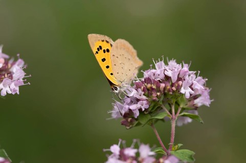 Small copper butterfly (Lycaena phlaeas) adult insect feeding on a garden purple Wild marjoram or
