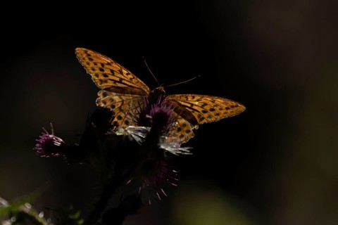 Silver-washed fritillary butterfly (Argynnis paphia) adult insect feeding on a thistle flower in