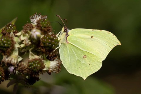 Brimstone butterfly (Gonepteryx rhamni) adult male insect feeding on a Bramble flower in summer,