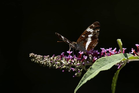 White admiral butterfly (Limenitis camilla) adult insect feeding on a garden purple Buddleja flower