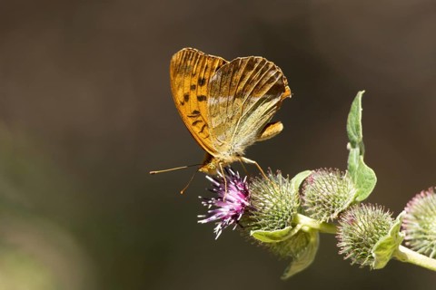 Silver-washed fritillary butterfly (Argynnis paphia) adult insect feeding on a Burdock flower in