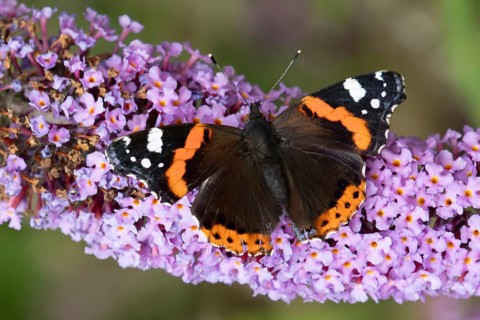 Red admiral butterfly (Vanessa atalanta) adult insect feeding on a garden purple Buddleja flower in