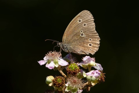 Ringlet butterfly (Aphantopus hyperantus) adult insect feeding on a bramble flower in summer,