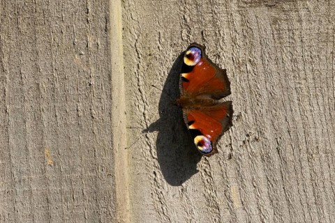 Peacock butterfly (Aglais io) adult insect resting on a garden wooden fence in summer, England,