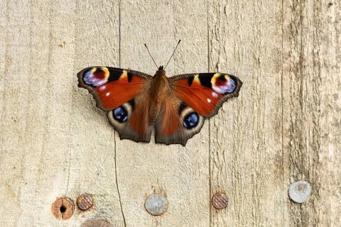 Peacock butterfly (Aglais io) adult insect resting on a garden shed in summer, England, United