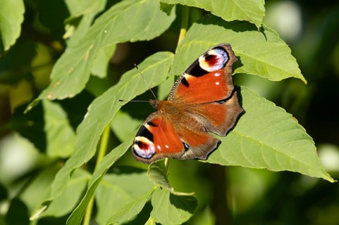 Peacock butterfly (Aglais io) adult insect resting on a plant leaf in summer, England, United