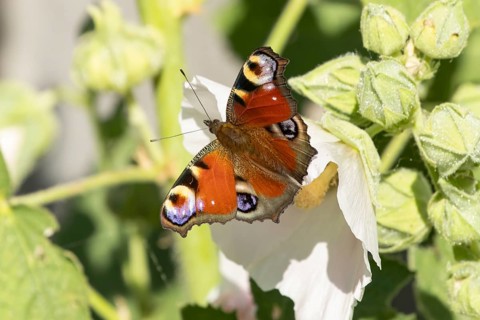 Peacock butterfly (Aglais io) adult insect resting on a garden Hollyhock flower in summer, England,