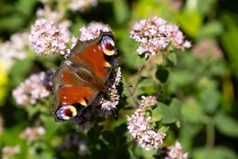 Peacock butterfly (Aglais io) adult insect feeding on a garden purple Wild marjoram or Oregano