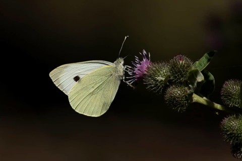 Large or Cabbage white butterfly (Pieris brassicae) adult insect feeding on a Burdock flower in