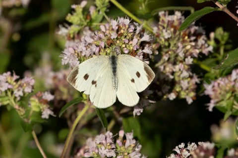 Large or Cabbage white butterfly (Pieris brassicae) adult insect feeding on a garden purple Wild