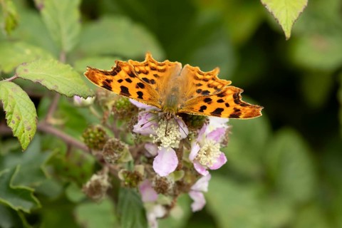 Comma butterfly (Polygonia c-album) adult insect feeding on a Bramble flower in summer, England,