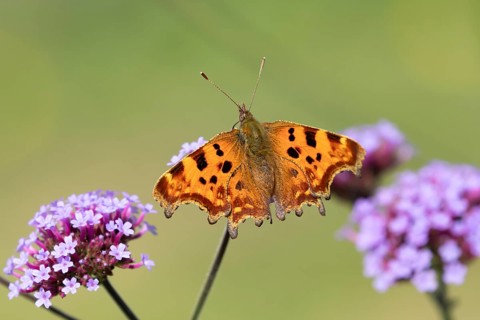 Comma butterfly (Polygonia c-album) adult insect feeding on a garden purple Verbena bonariensis