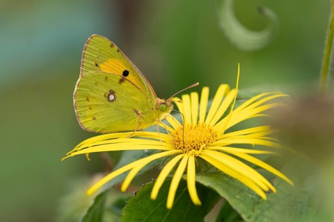 Clouded yellow butterfly (Colias croceus) adult insect feeding on a garden flower in summer,