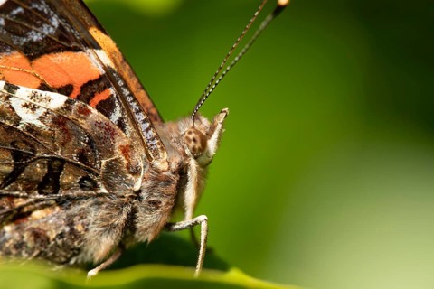 Red admiral butterfly (Vanessa atalanta) adult insect on a plant leaf in a garden in summer,
