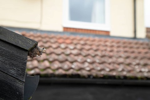 Red admiral butterfly (Vanessa atalanta) adult insect hibernating on a house roof in winter,
