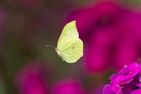 Brimstone butterfly (Gonepteryx rhamni) adult male insect flying over a garden flower border in
