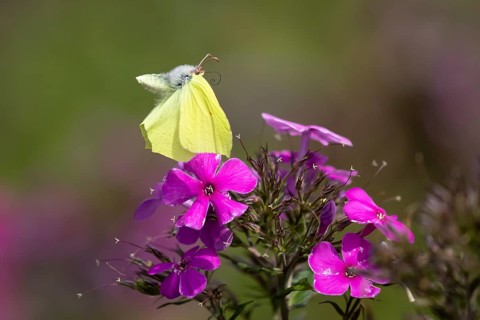 Brimstone butterfly (Gonepteryx rhamni) adult male insect flying up from a garden Phlox flower in