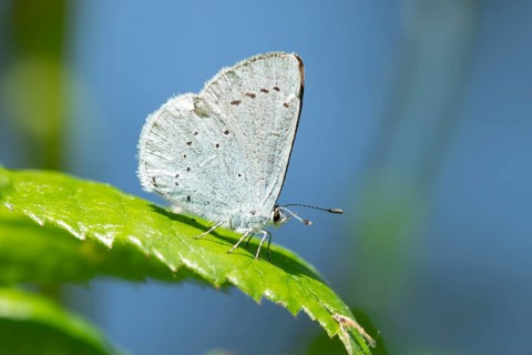 Holly blue butterfly (Celastrina argiolus) adult insect resting on a plant leaf in summer, England,