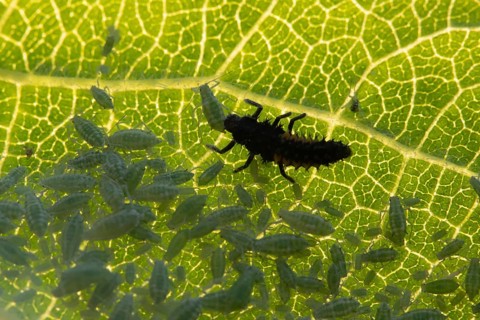 Harlequin ladybird or ladybug (Harmonia axyridis) adult insect larva and Plum aphid (Hyalopterus