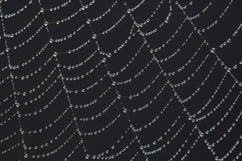 Spider web with water dew drops, England, United Kingdom