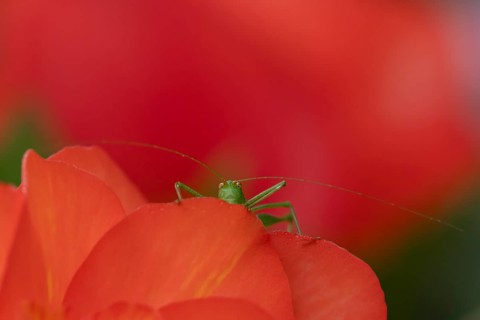 Speckled bush cricket (Leptophyes punctatissima) adult insect on a garden begonia flower in summer,