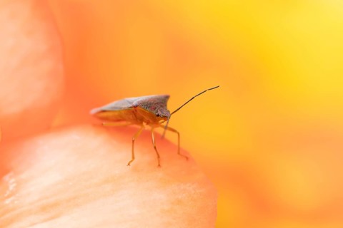 Hawthorn shieldbug (Acanthosoma haemorrhoidale) adult insect on a garden begonia flower in summer,