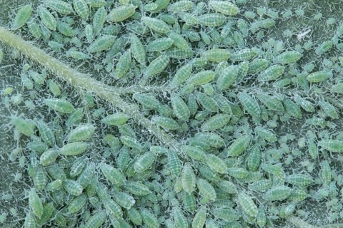 Plum aphid (Hyalopterus pruni) adult insect aphids on a plum tree leaf in summer, England, United
