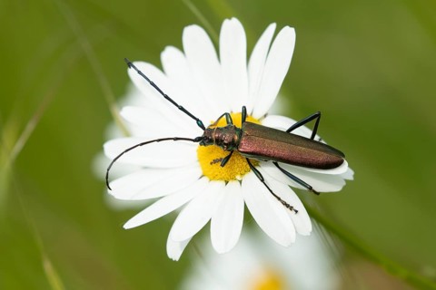Thick-legged flower beetle (Oedemera nobilis) adult insect on an Oxeye daisy flower in summer,
