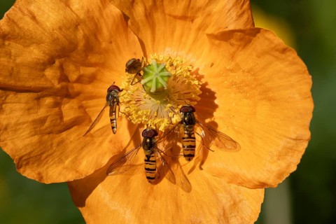 Common hoverfly (Eupeodes corollae) four adult insects on a garden Spanish orange poppy flower in