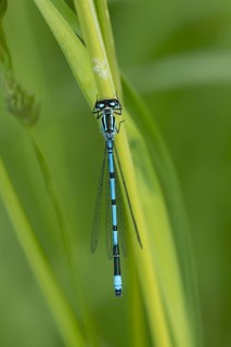 Common blue damselfly (Enallagma cyathigerum) adult male insect on a plant stem in summer, England,