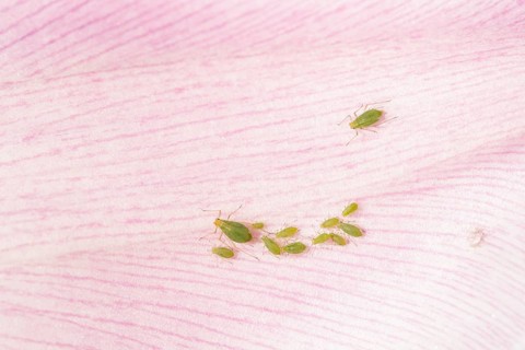 Tulip aphid or greenfly (Dysaphis tulipae) adult and nymph insect family on a garden Tulip petal in