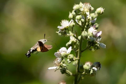 Hummingbird hawkmoth (Macroglossum stellatarum) adult moth in flight feeding on a Bramble flower in