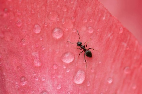 Black garden ant (Lasius Niger) adult insect on a garden flower in spring, England, United Kingdom