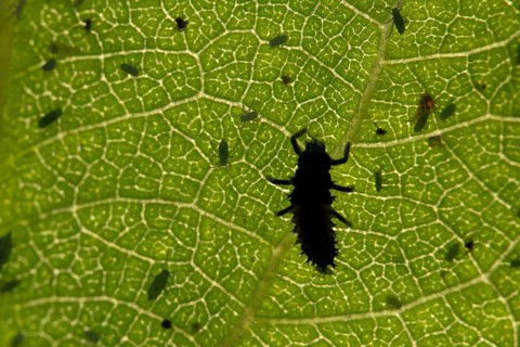 Seven-spot ladybird or ladybug (Coccinella septempunctata) adult insect larva and Plum aphid
