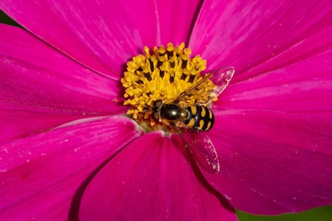 Common hoverfly (Eupeodes corollae) adult insect on a garden Cosmos flower in summer, England,