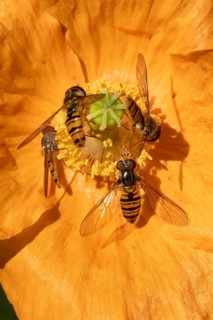 Common hoverfly (Eupeodes corollae) four adult insects on a garden Spanish orange poppy flower in