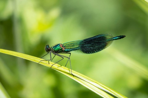 Common blue damselfly (Enallagma cyathigerum) adult male insect on a plant stem in summer, England,