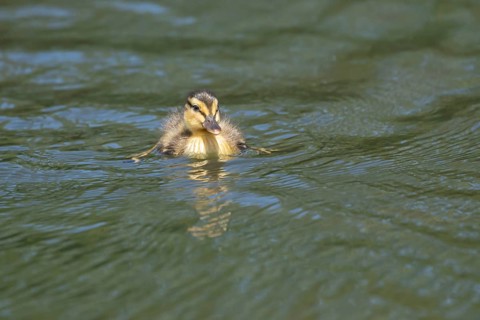 Mallard duck (Anas platyrhynchos) juvenile baby duckling bird on the water of a lake in summer,