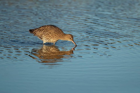 Eurasian curlew (Numenius arquata) adult wader bird searching for food in shallow coastal water,