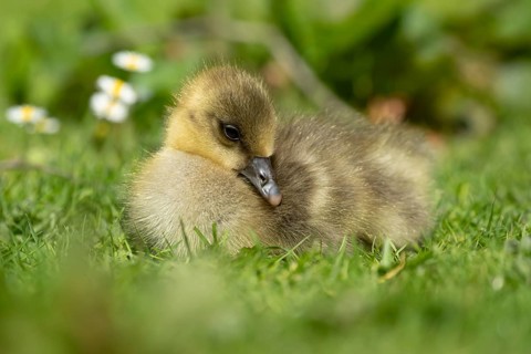 Greylag goose (Anser anser) juvenile baby gosling bird head sitting on grass in summer, England,