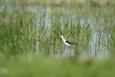 Black winged stilt (Himantopus himantopus) adult wader bird in the shallow water of a lagoon in