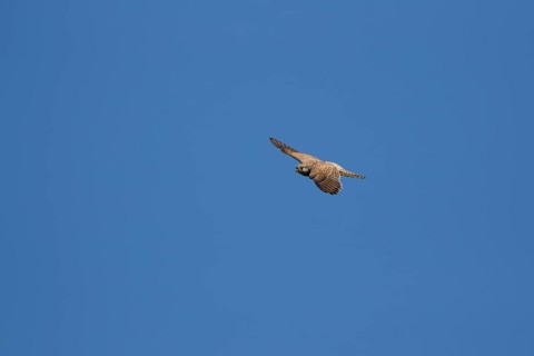 Common kestrel (Falco tinnunculus) adult falcon bird of prey in flight, England, United Kingdom