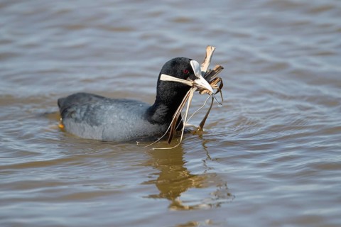 Coot (Fulica atra) adult bird on water of a lagoon with nest material in its beak in spring, RSPB