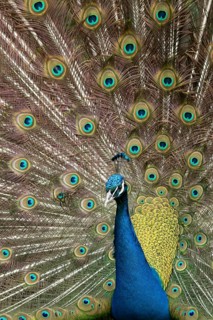 Indian peafowl or Peacock (Pavo cristatus) adult male bird displaying showing its tail feathers,